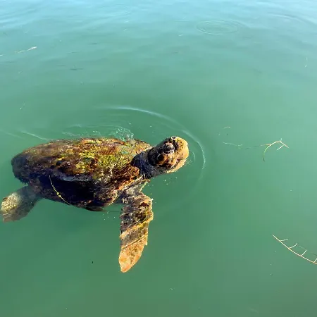 Rouchotas Lejlighedshotel Argostoli (Kefalonia)